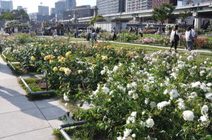 中之島公園のバラ園 16 05 25 メビオ 医学部予備校